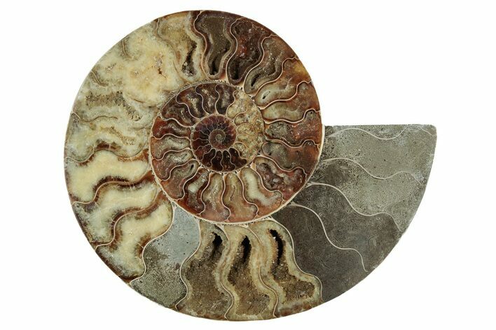 Cut & Polished Ammonite Fossil (Half) - Madagascar #342128